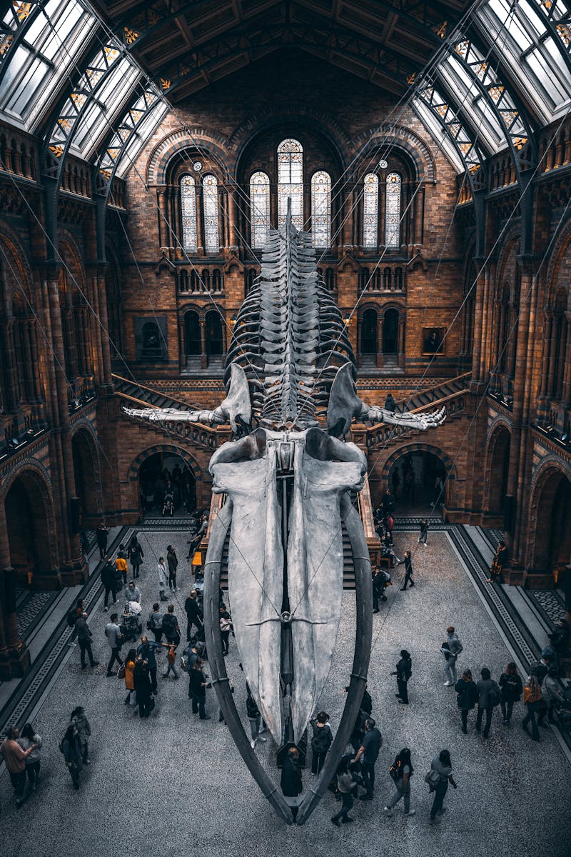Blauwe vinvis skelet in het Natural History Museum Londen