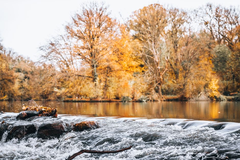 Herfstbos met gouden bladeren langs een rivier in de Schotse Lowlands