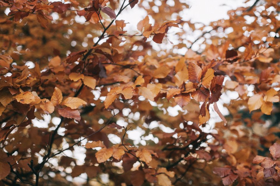 Herfstkleuren in een Londens park met wandelaars in oktober