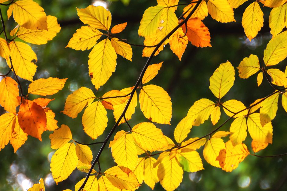 Reiziger met paraplu loopt langs de Theems in Londen op een regenachtige herfstdag